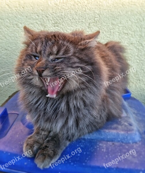 Cat Yawning Pet Animal Yawn