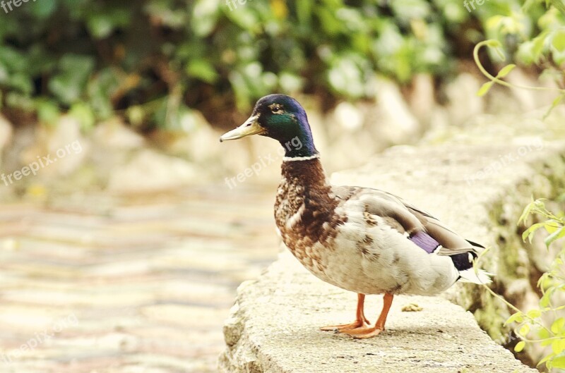 Duck Nature Animal Birds Animals