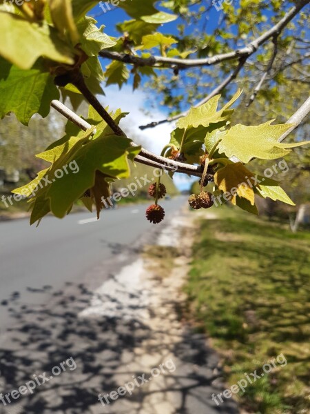 Road Tree Leaves Autumn Winter