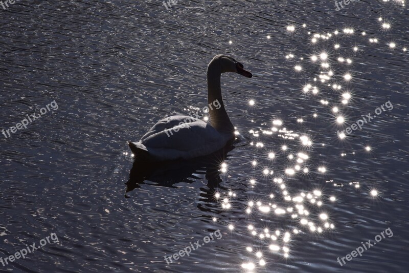 Swan Animal Bird Graceful Elegant