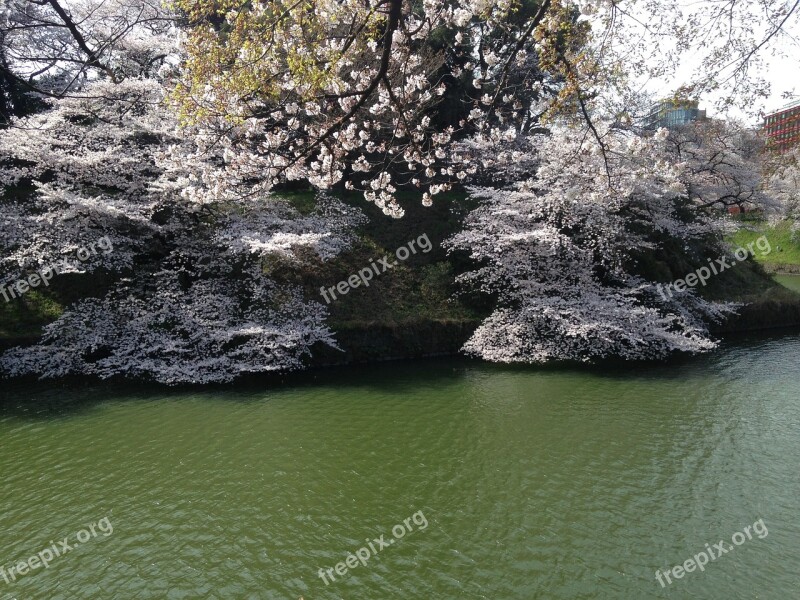 Cherry Blossoms Pond Spring Flowers Japan