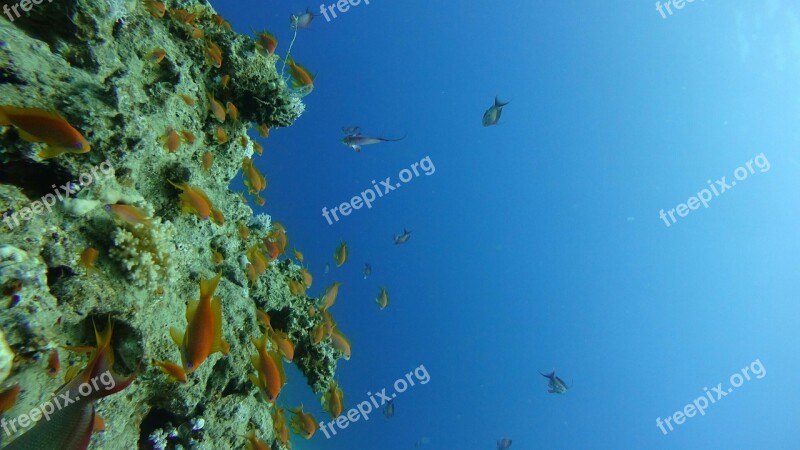 Diving Fish Southern Countries The Red Sea Free Photos