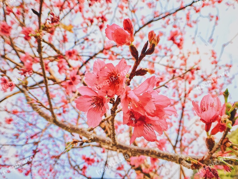 Cherry Blossoms Flower Spring Free Photos