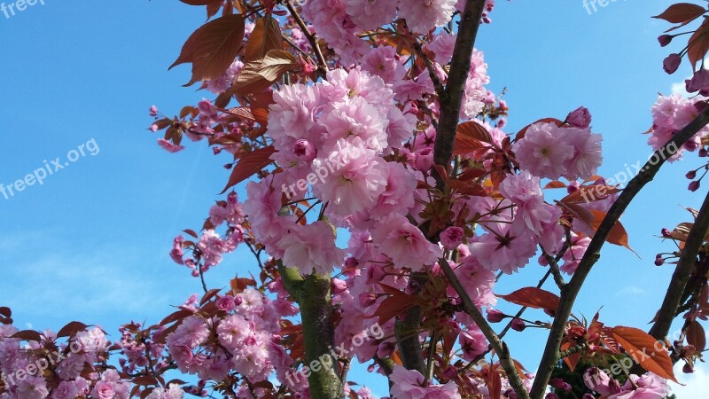 Spring Blossom Pin Pink Blooming