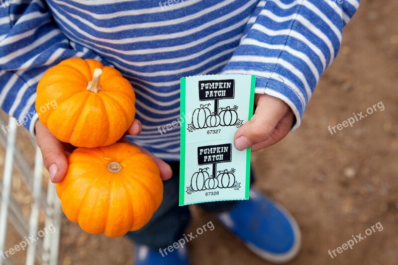 Pumpkin Patch Pumpkins Fall Autumn Childhood