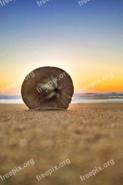 Beach Sand Dollar Sunset Summer Sand