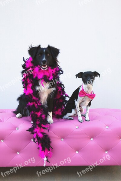 Fancy Dogs Boa Chihuahua Australian Shepherd