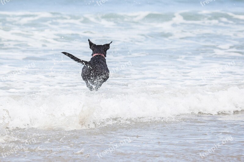 Dog Beach Waves Ocean Run