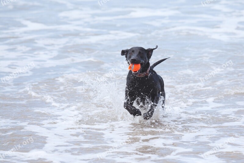 Dog Beach Ball Lab Free Photos