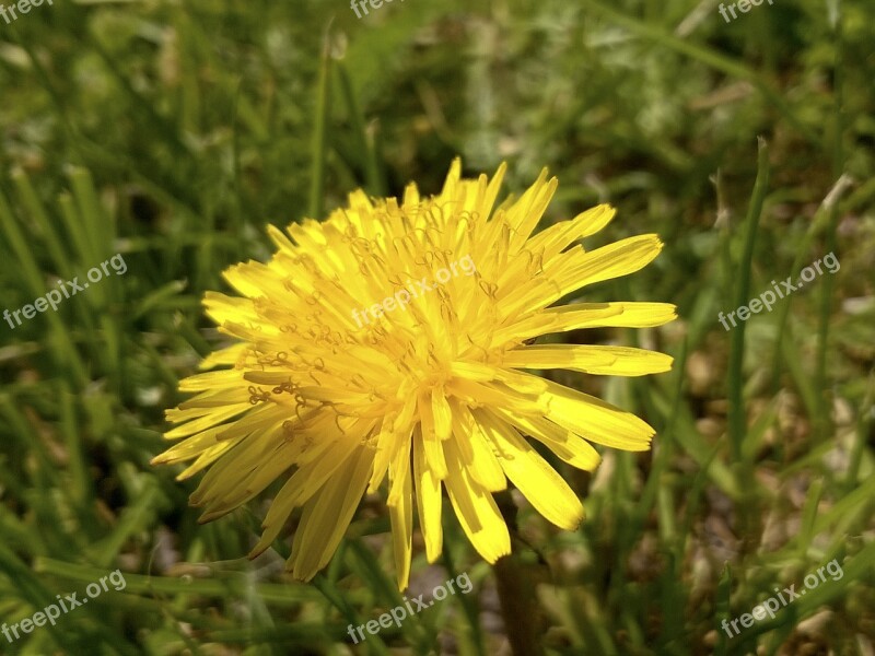 Sonchus Oleraceus Meadow Summer Free Photos