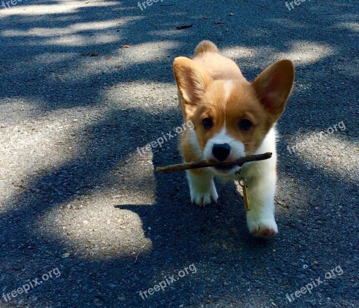 Corgi Puppy Dog Pembroke Cute