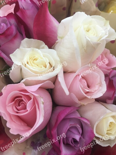 Rose Roses Flower Floral Love