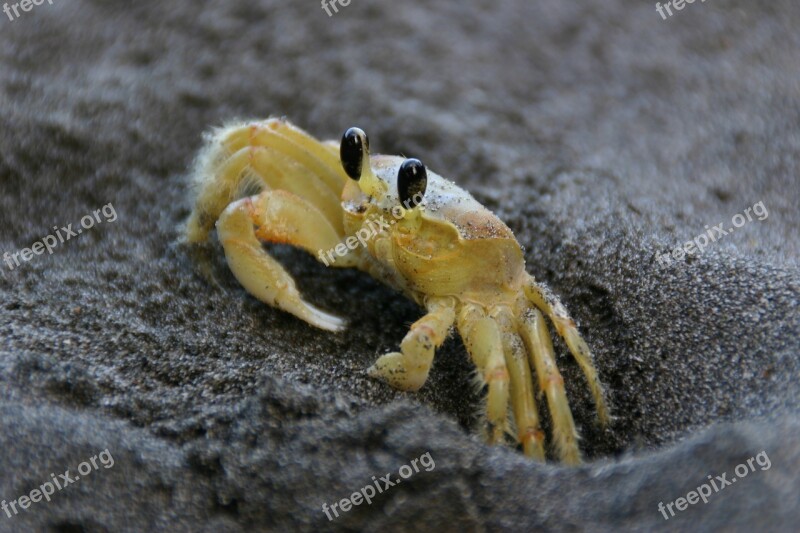 Crab Yellow Sea Sand Beach