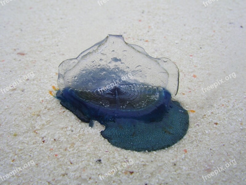 Snail Zanzibar Beach Free Photos