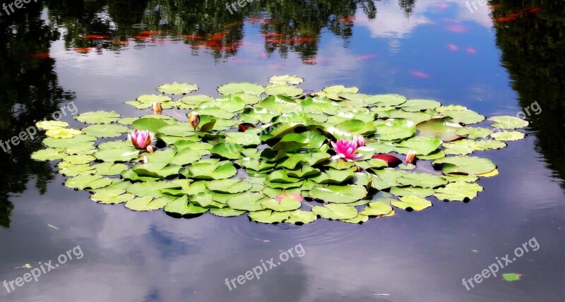 Water Lilies Water Lily White Pond Water