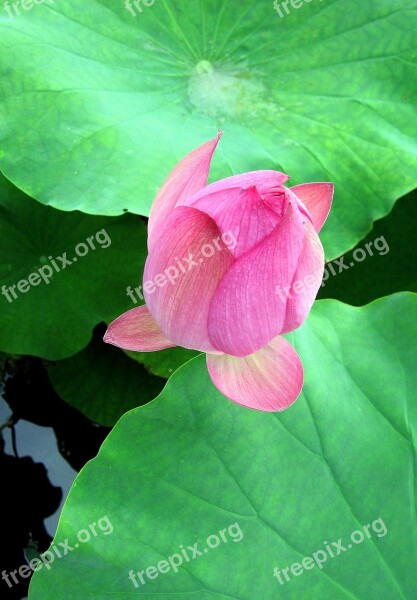 Lotus Pink Lotus Leaf Green Bud