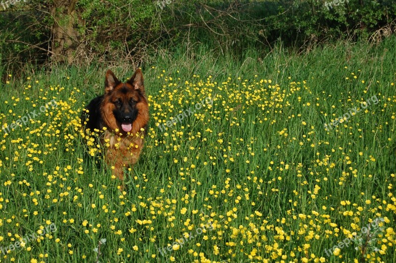 German Shepherd Friend Long-haired Meadow Language