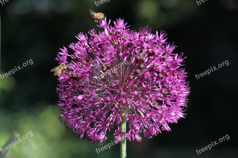 Flower Insect Nature Forage Free Photos