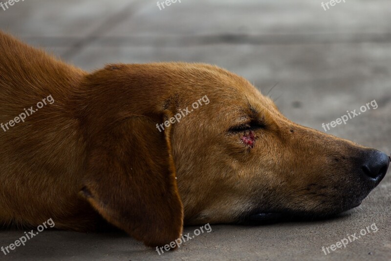 Dog Animal Old Sleeping Pet