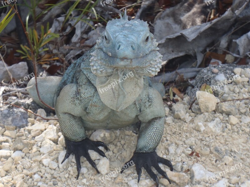 Iguana Blue Grand Cayman Free Photos