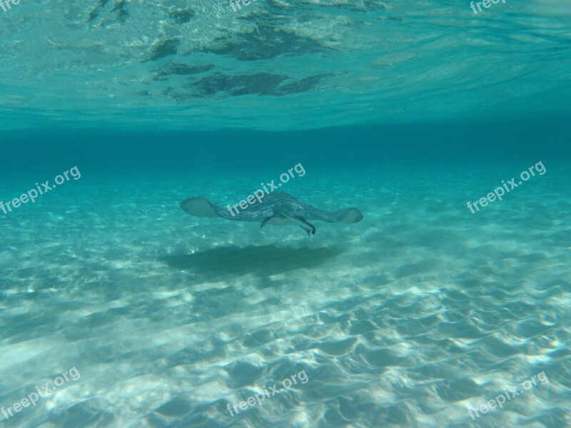 Sting Ray Underwater Grand Cayman Stingray City Free Photos