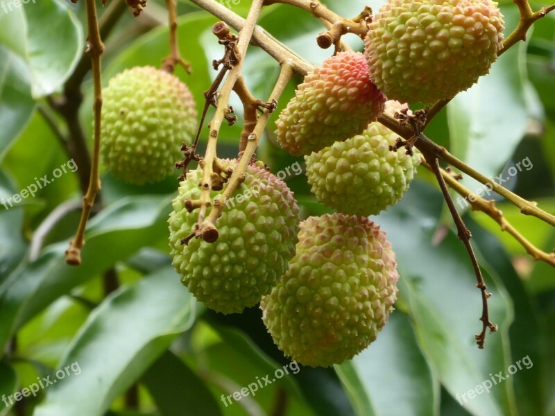 Lychees Fruit Green Mauritius Tree