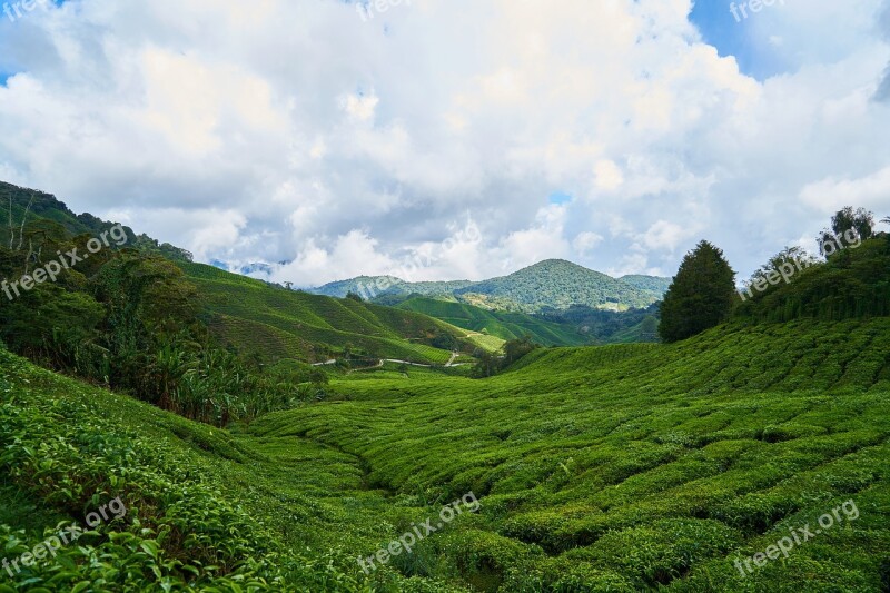 Tea Field Green Background The Tea Plantations