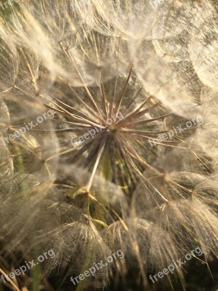 Dandelion Mood Close Up Flying Seeds Background