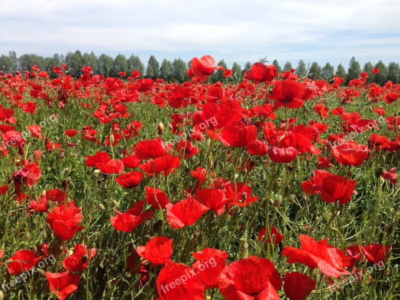 Poppy Spring Klatschmohn Flower Red