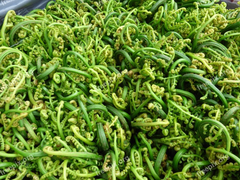 Food Fiddleheads Market Plant Green