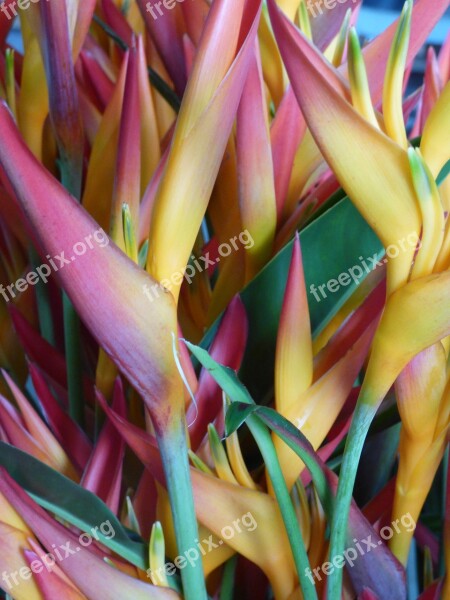 Bird Of Paradise Flowers Hawaii Free Photos