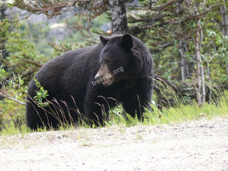 Black Bear Bear Animal Wildlife Nature