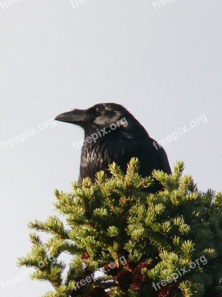 Raven Bird Crow Black Wild