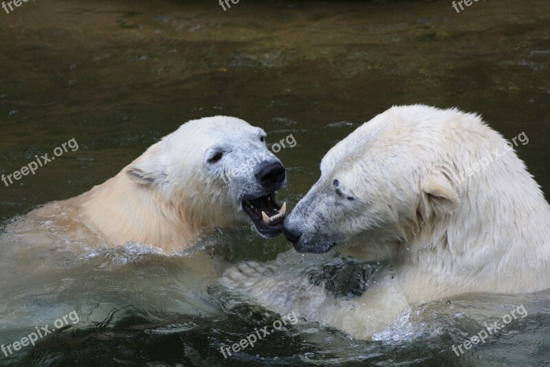 Icebear Animal White Bear Fur