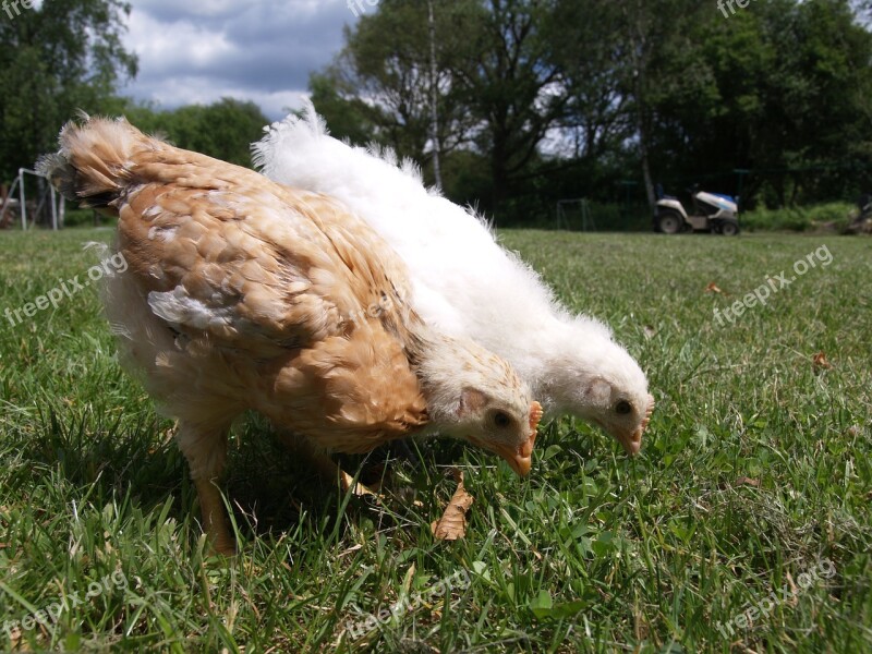 Chickens Chick Grass Free Photos