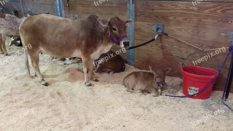 Cow Calf Baby Cow Farm Animal