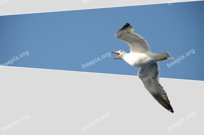 Seagull Bird Babu Squawk Fly