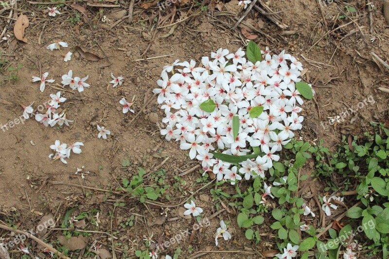 Tung Flowers Smiley Taiwan Free Photos