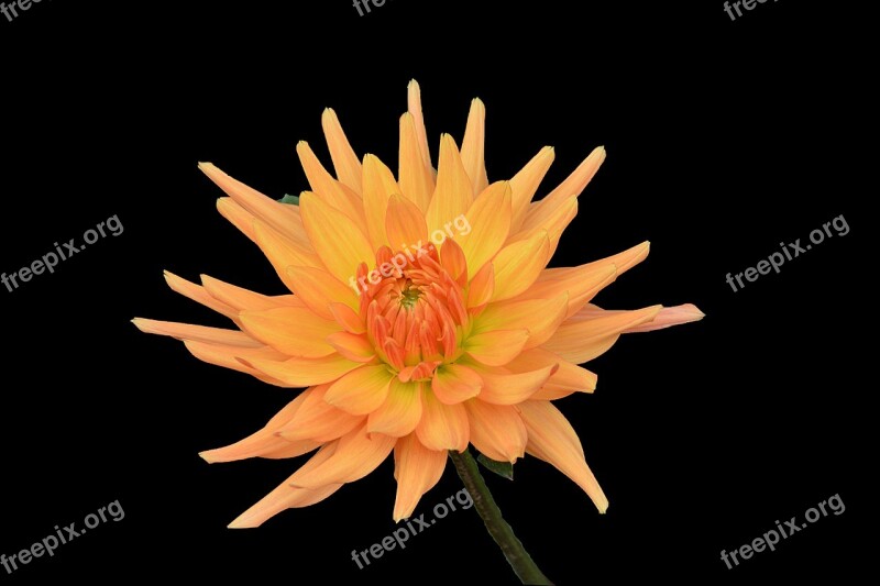 Chrysanthemum Flower Petals Flowering Garden