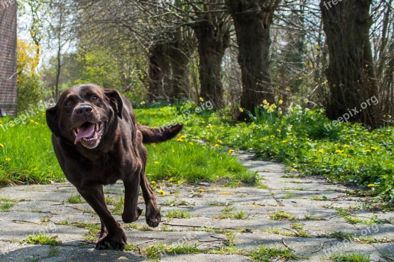 Dog Labrador Retriever Labrador - Retriver Sweet