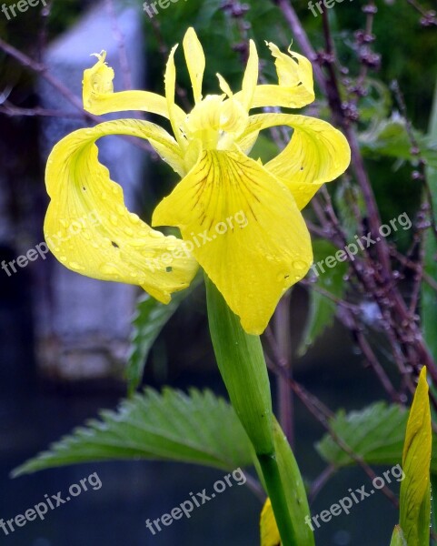 Flower Iris Water Rod Yellow