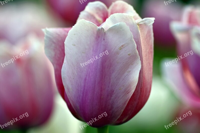 Tulips Violet Pink Garden Flowerbed