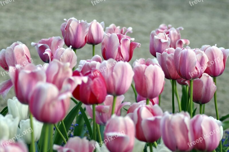 Tulips Violet Pink Garden Flowerbed