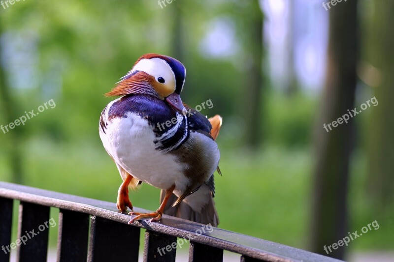 Mandarin Bird Duck Colored Dashing