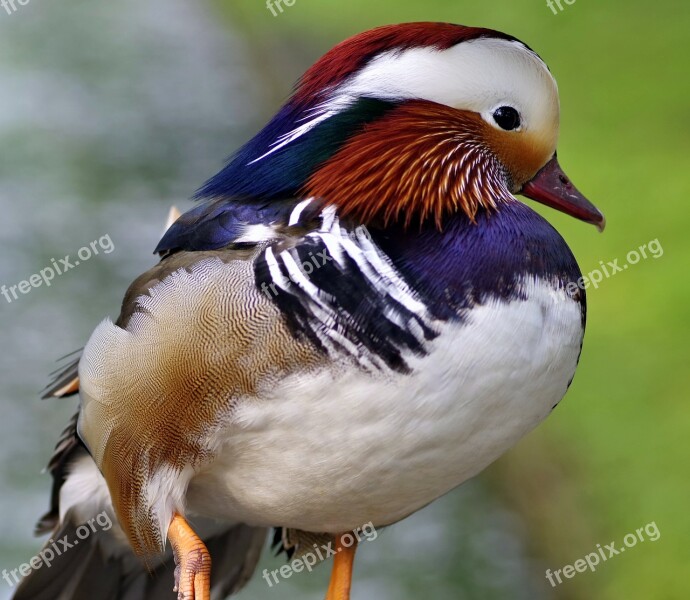 Mandarin Bird Duck Colored Dashing