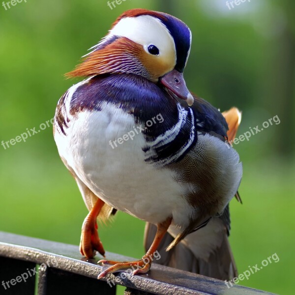 Mandarin Bird Duck Colored Dashing