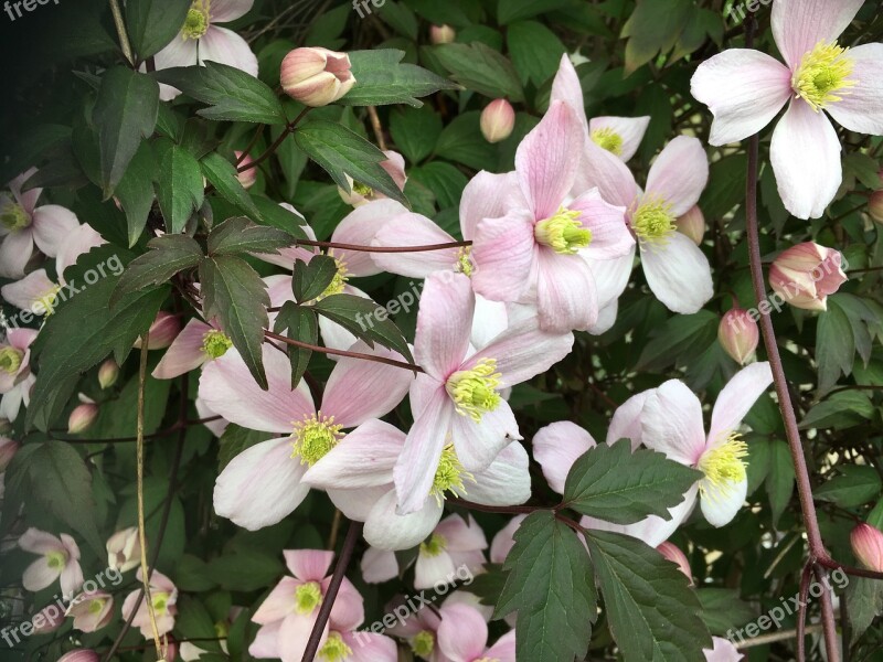 Flower Have Shrub Flowers Denmark