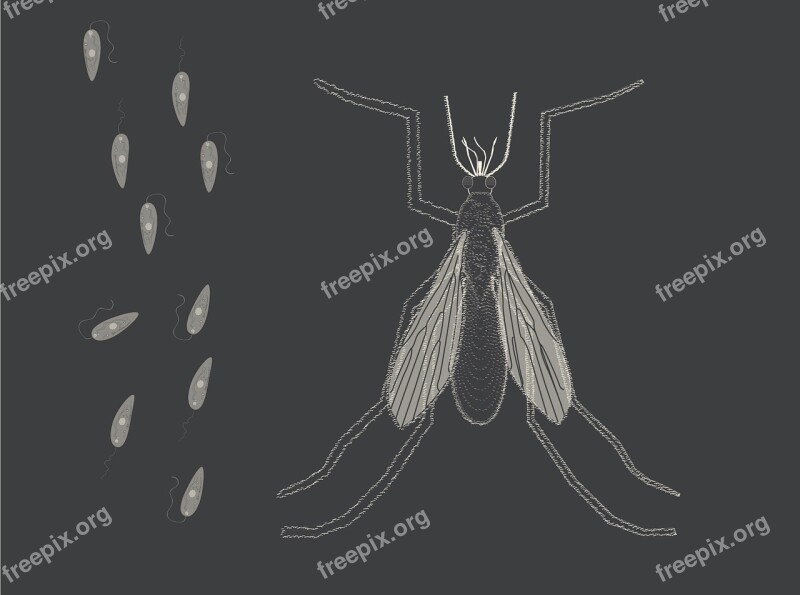 Sand Fly Parasite Promastigote Biology Protozoa Disease