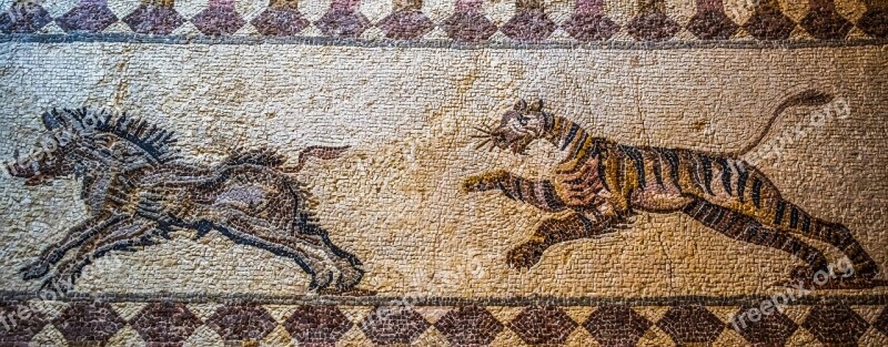 Tiger Hunting Boar Mosaic Floor Mosaic Remains Ancient