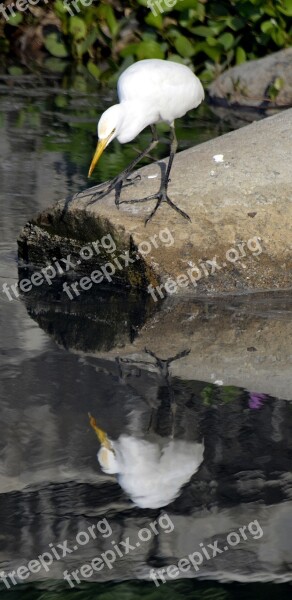 Bird Reflection Lake Calicut India